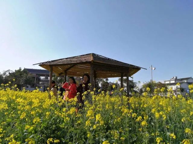 蒙自尼苏小镇油菜花,蒙自油菜花在尼苏小镇哪里