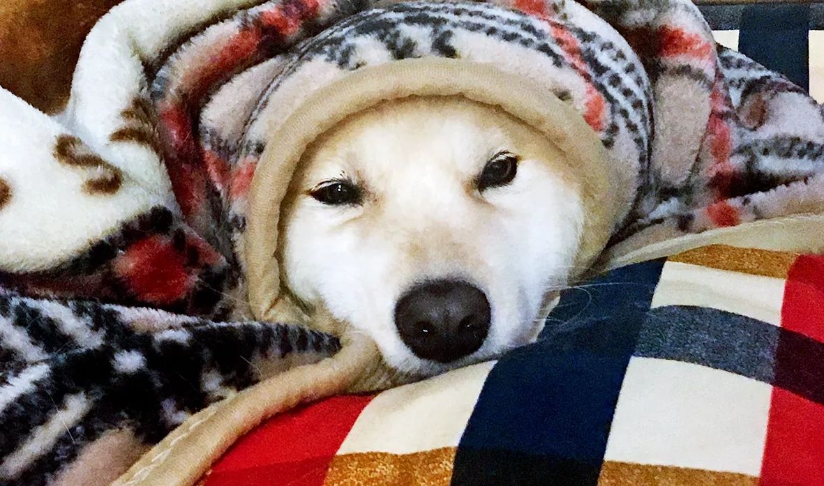 狗狗可爱场面,狗狗有趣集锦视频大全