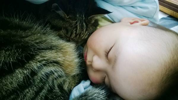 沉浸式养猫体验,养猫是一种什么体验