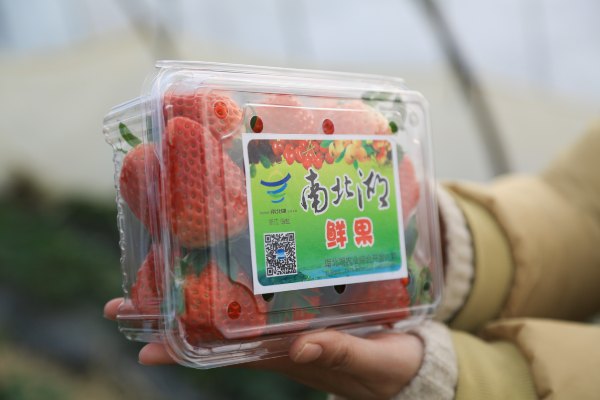 只有一亩地的农场,草莓种植基地采摘园