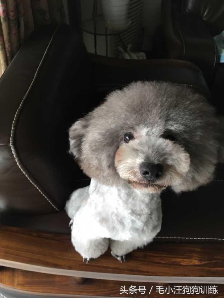 泰迪拉直后还会卷吗,把泰迪的毛拉直了还能卷起来吗