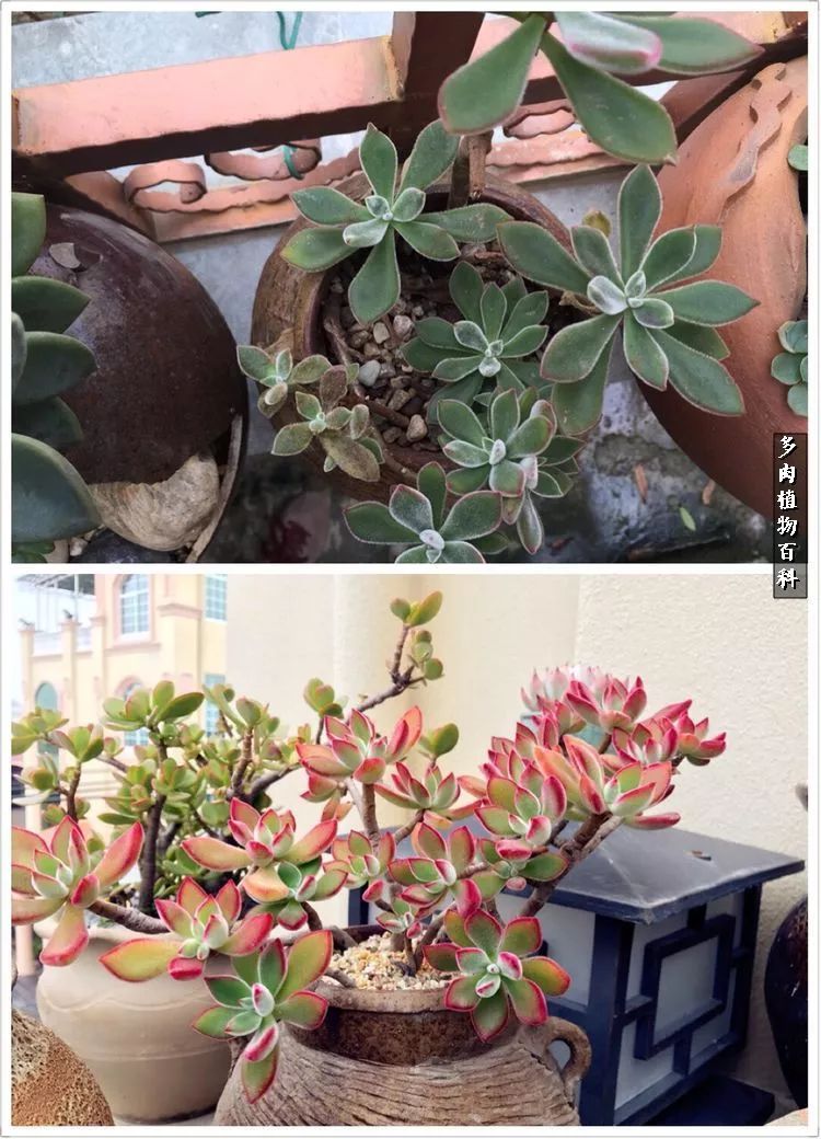 阳光的多肉花园,漂亮的多肉露台花园