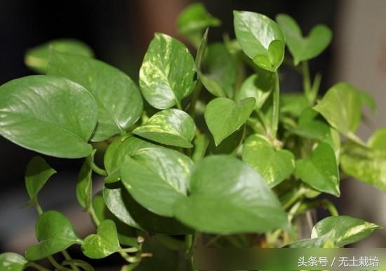 去甲醛效果最好的植物,去甲醛最好植物排行榜