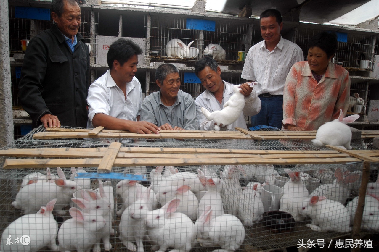 家兔老啃笼怎么办,家兔散养的正确方法