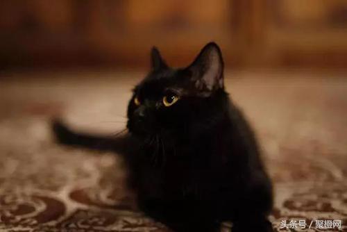 关于猫成精的那些事22,关于猫成精的那些事16