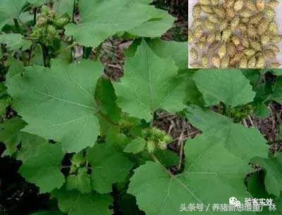 猪萎缩鼻炎联合用药方子,猪萎缩性鼻炎的克星