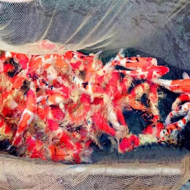 锦鲤繁殖孵化方法全过程,鱼缸锦鲤产卵后怎么孵化