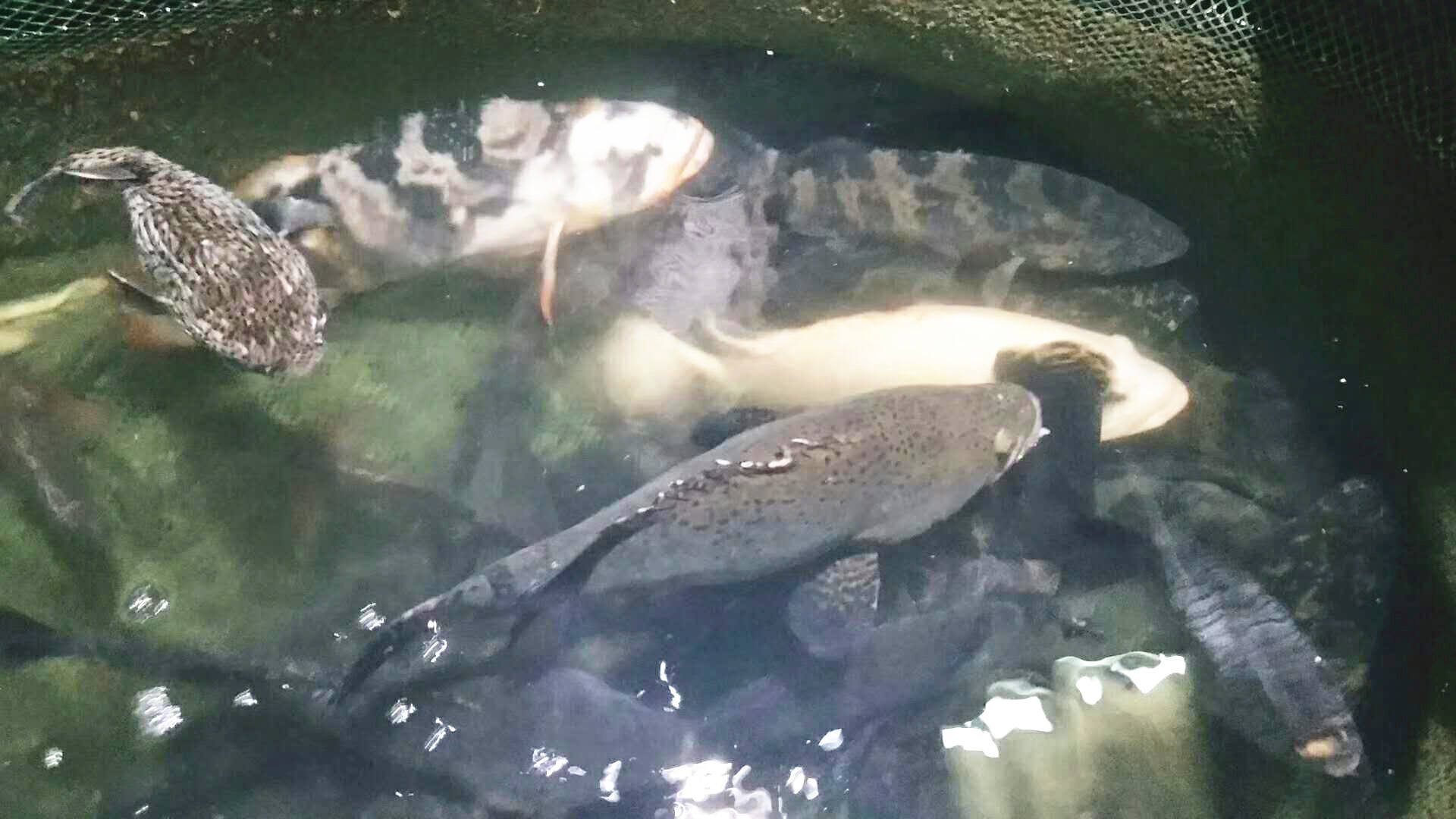 三亚清水湾海滩美食攻略,海南清水湾疍家新村鱼排午餐