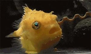 OhMy嘎噔，荷兰猪竟然吃屎，三观毁尽