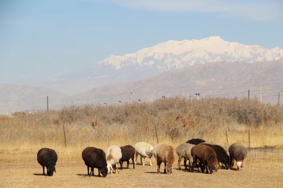 探秘帕米尔高原塔吉克族,帕米尔高原上的塔吉克族族人