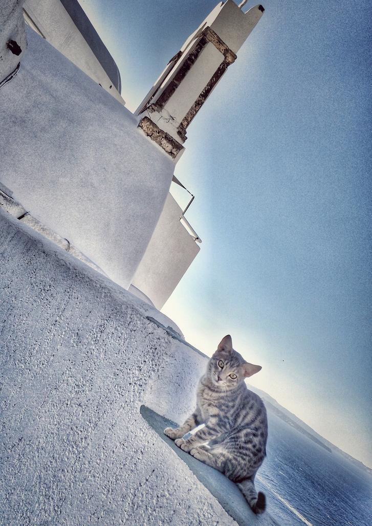 在希腊抱走一只猫,再让老爷爷带我去飙车