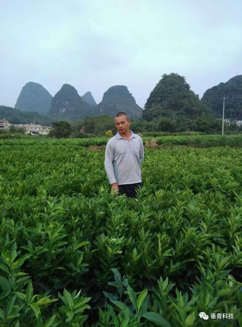 沃柑这几年的走势,沃柑的优缺点介绍