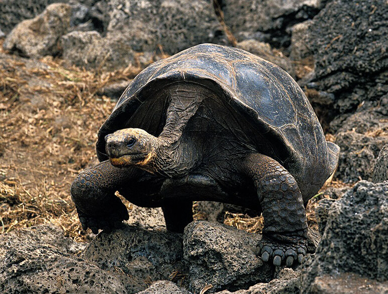 新手养龟陆龟推荐,养陆龟知识大全