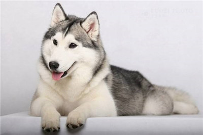 哈士奇怎么养要注意什么,最正确的哈士奇饲养方法