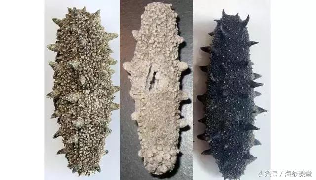 即食海参价格为什么差别那么大,海参的功效与营养价值及价格