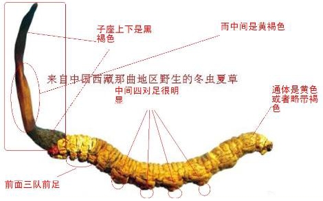 中药冬虫夏草多少钱一条,中药冬虫夏草多少钱1根