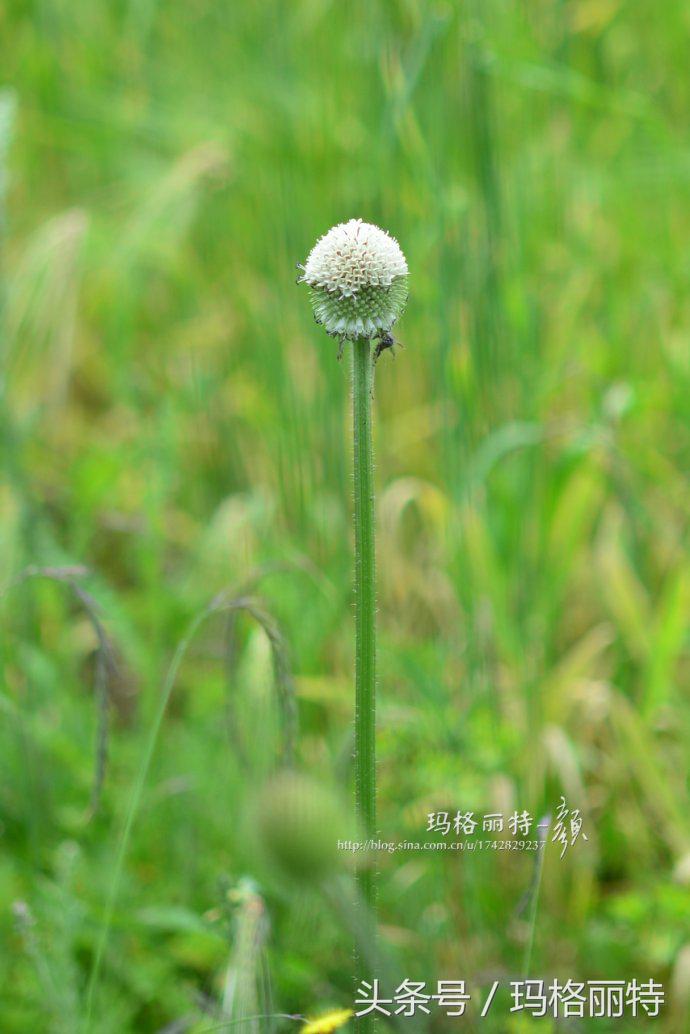 植物笔记解读视频,植物笔记关于花