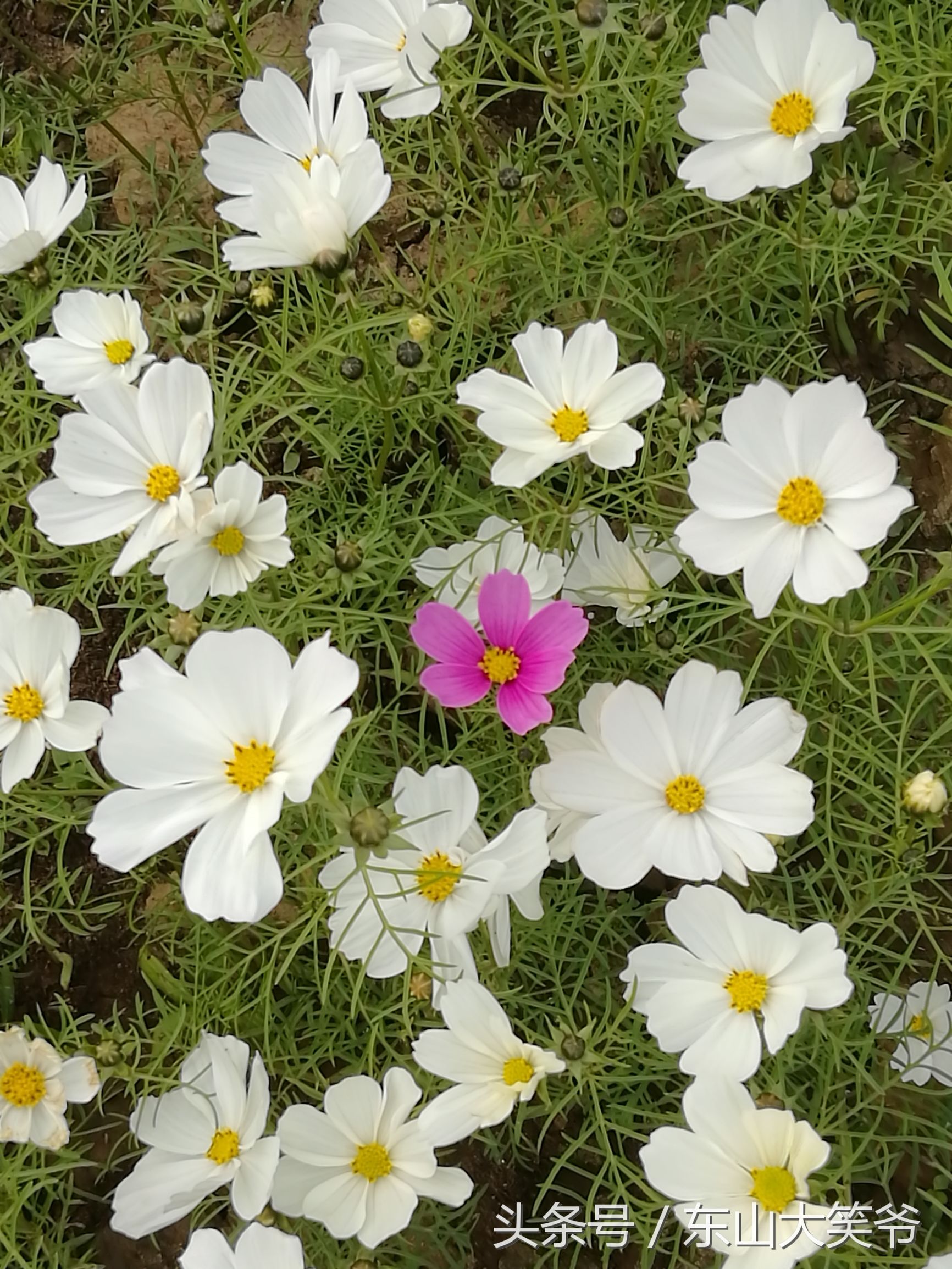 南沙东涌花海,南沙东涌镇风景绝美的地方