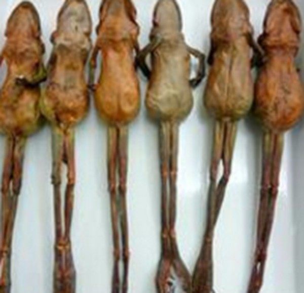 世界最珍贵的五种食材,世界最珍贵的九种食材