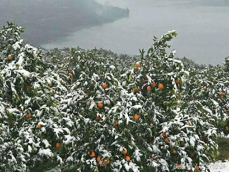 柑橘受冻后怎么修剪,柑橘干旱施肥技术措施