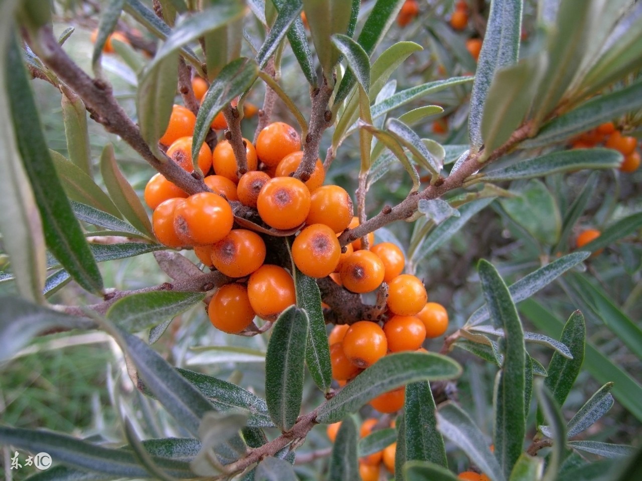 沙棘全身都是宝哪里营养素更全,沙棘的十大优点