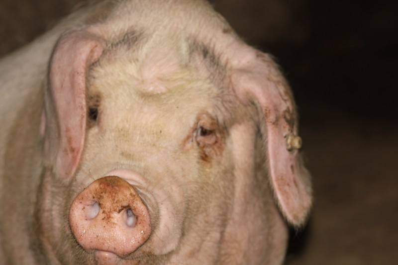 为什么说母猪肉吃了会犯老病,野母猪肉跟家母猪肉有什么不同