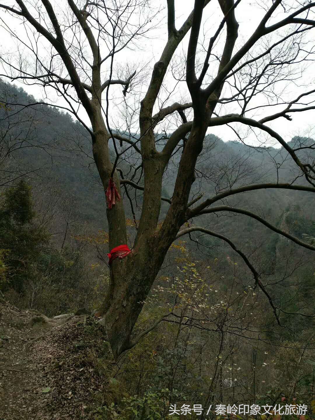 秦岭深山里的传奇故事,秦岭深山风水传说故事视频