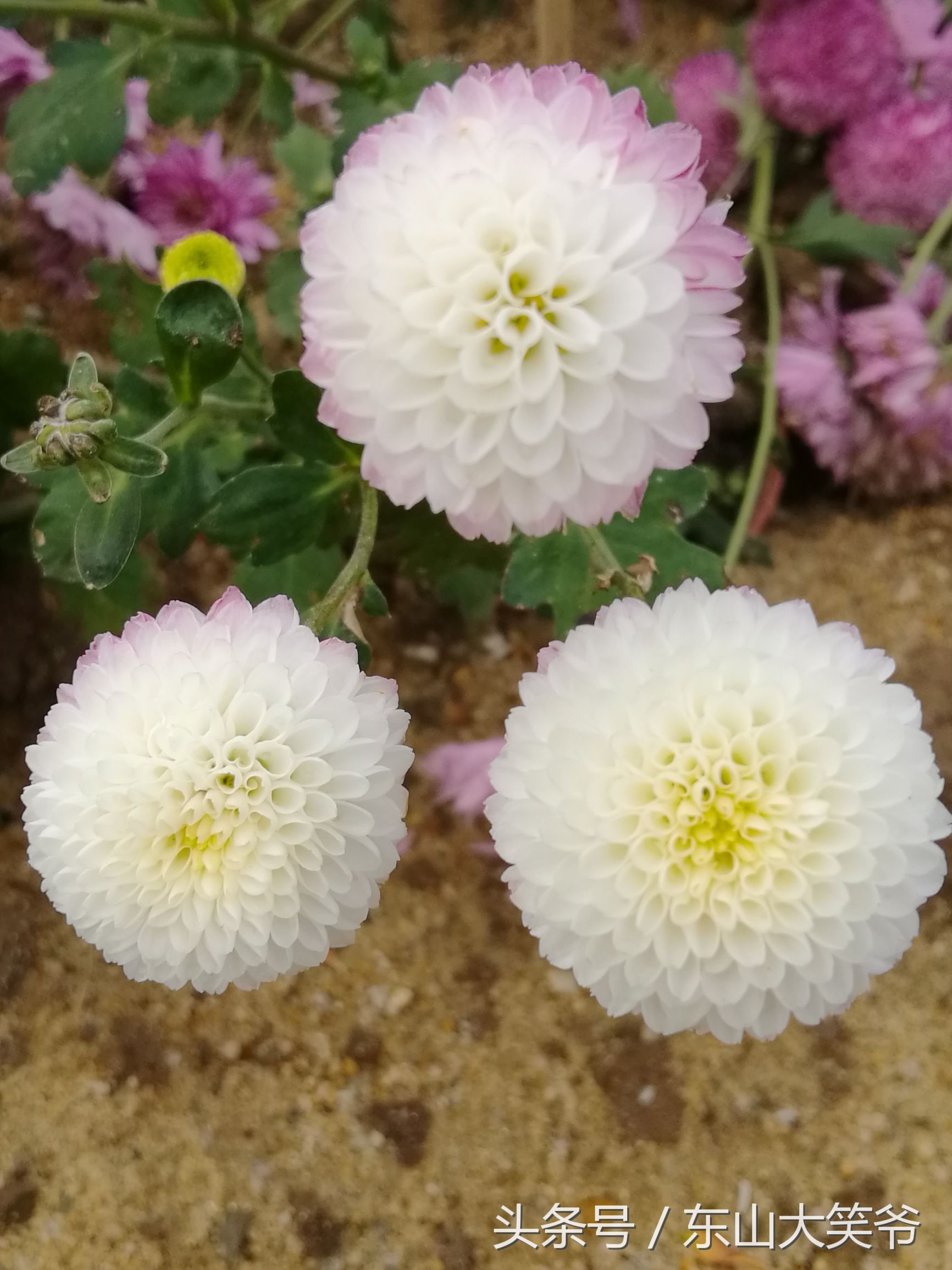 南沙东涌花海,南沙东涌镇风景绝美的地方