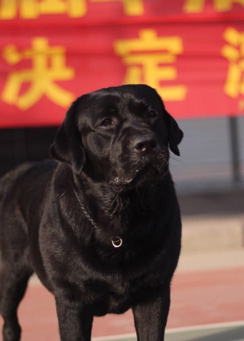 拉布拉多幼犬得传染病,拉布拉多犬得了狗瘟能活多久