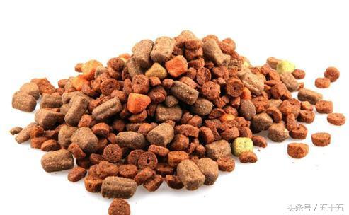 边牧太瘦掉毛,边牧狗狗偏瘦怎样喂才能长胖