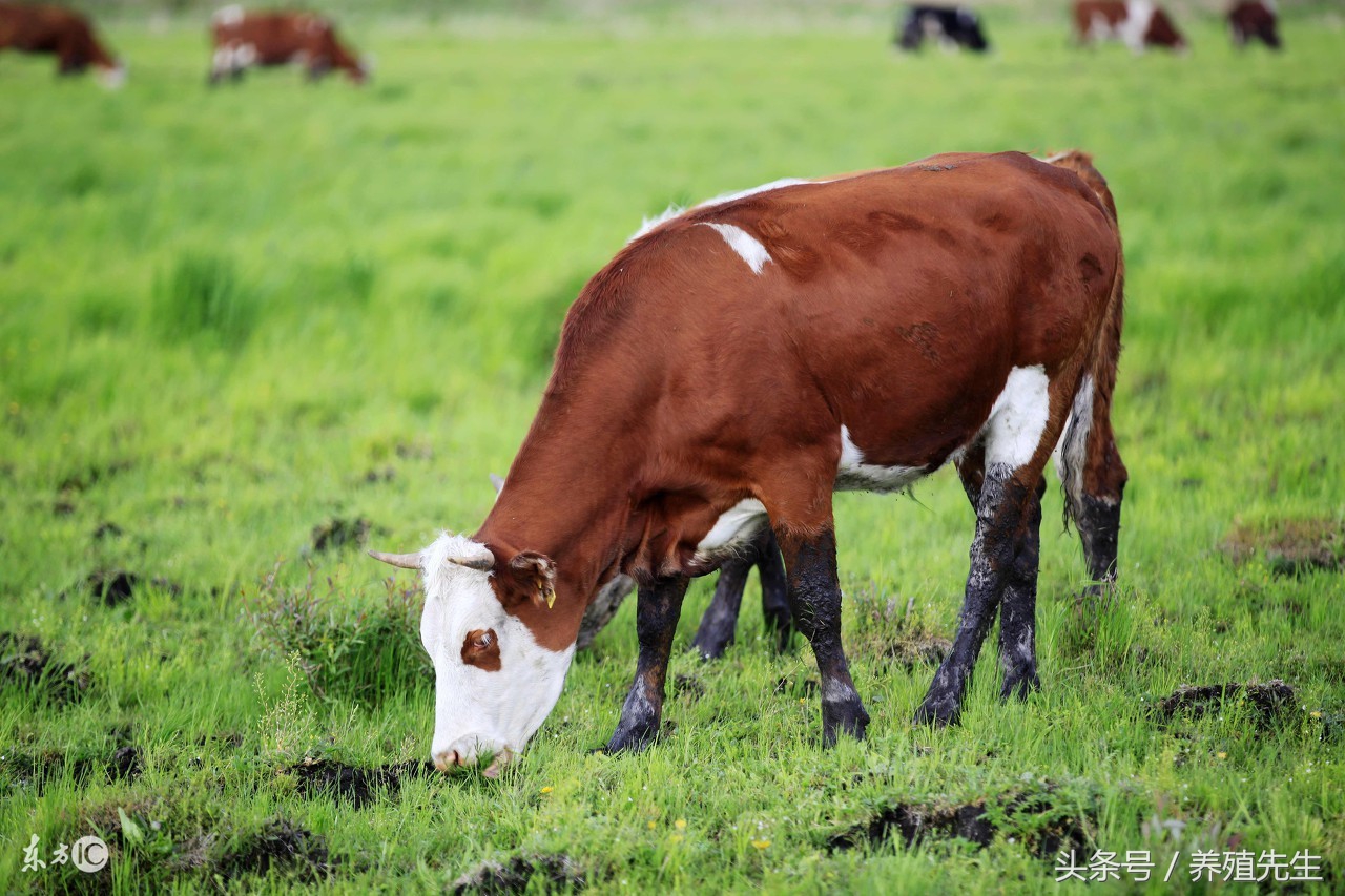 牛反刍时吐水和草沫子,牛反刍吐水是怎么回事