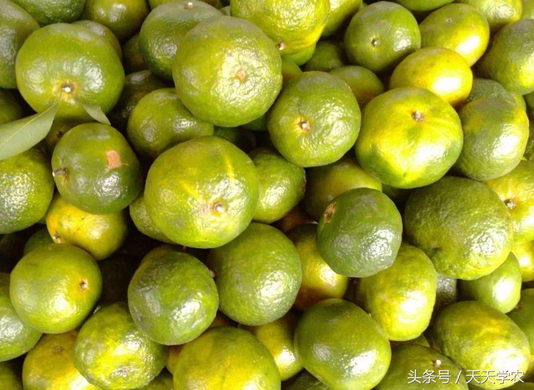 红美人柑橘和沃柑哪个品种更甜,这几年比较火的柑橘品种