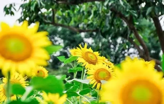 2018年浙江地方景点旅游日历大合集！含杭州，建德，温州，金华！