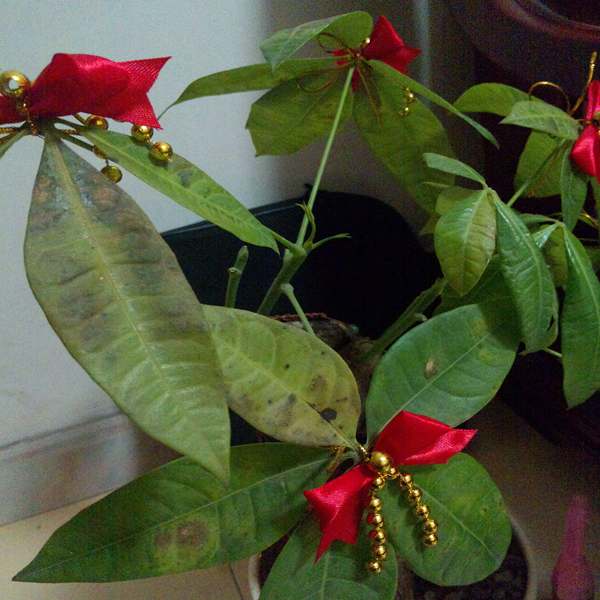 家里发财树叶子黄了怎么办,家里的发财树叶子发黄是怎么回事