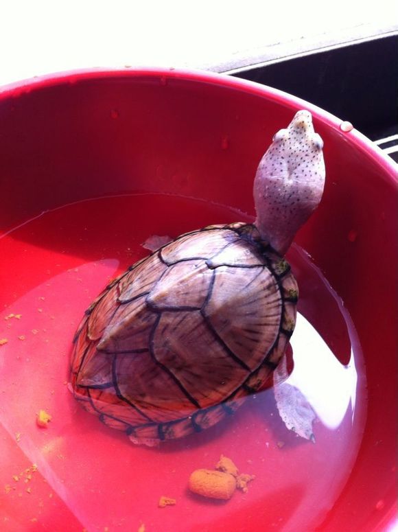 新手饲养水龟入门,饲养黄喉拟水龟需要什么手续