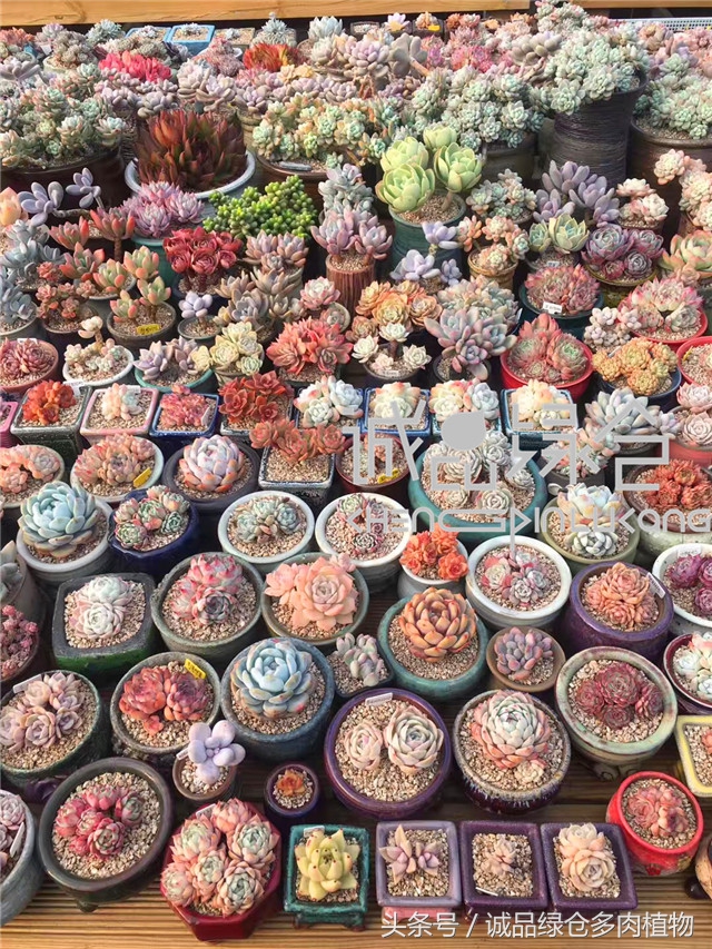 美爆了的韩国多肉植物大棚