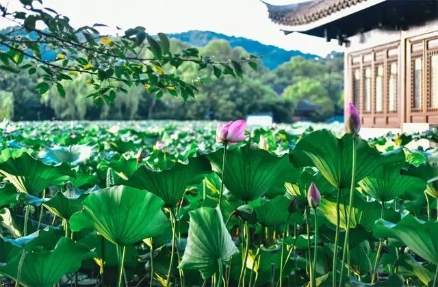 2018年浙江地方景点旅游日历大合集!含杭州,建德,温州,金华!