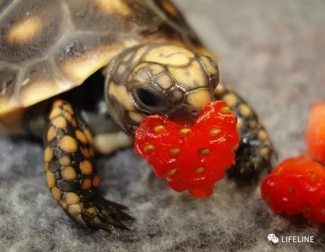 红腿陆龟的养殖方法,红腿陆龟应该怎么养