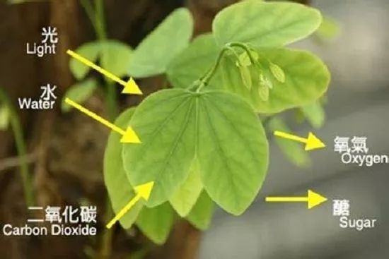 除甲醛的空气净化器对甲醛有用吗,甲醛超标可以用空气净化器解决么