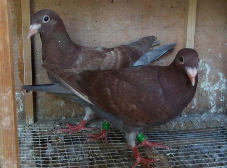 元宝鸽下蛋了没有保姆鸽怎么办,怎么能保证保姆鸽和种鸽同时下蛋