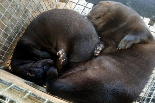 水貂怎样养才能活,水貂养殖技术大全最新