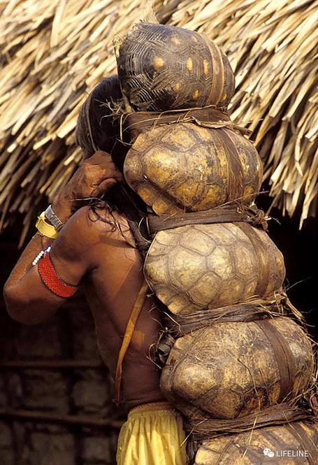 红腿陆龟的养殖方法,红腿陆龟应该怎么养