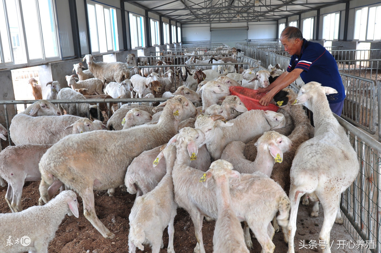 新手养羊做好这几点想不挣钱都难,养羊人必须知道的养羊技术