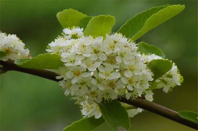 救命粮火棘果做酒怎么做,救命粮火棘果能做什么