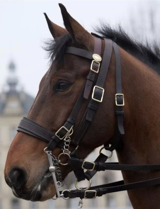 马克龙送习*平近**的马有什么来头？