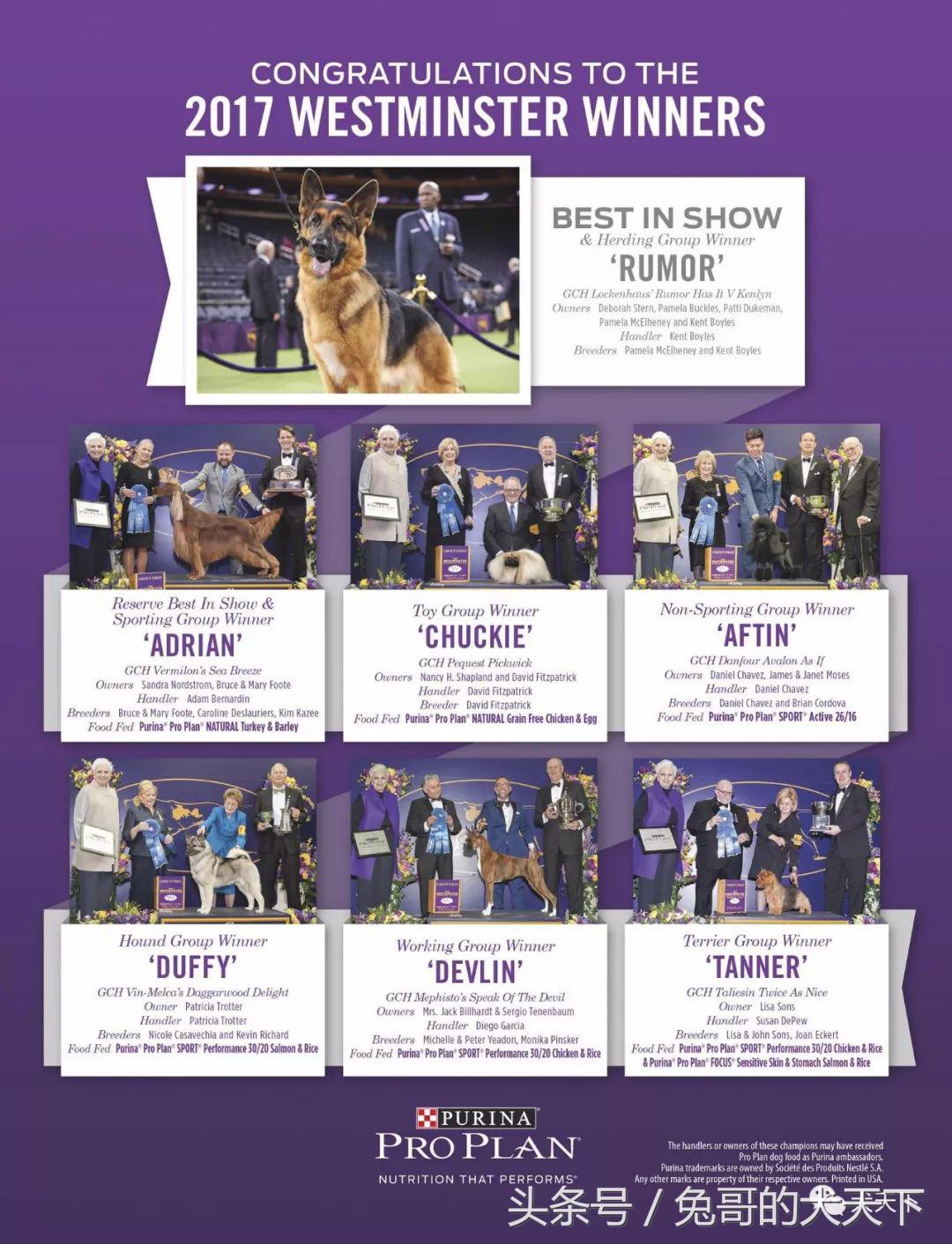 2017年西敏寺犬展时间表,西敏寺犬展北京犬