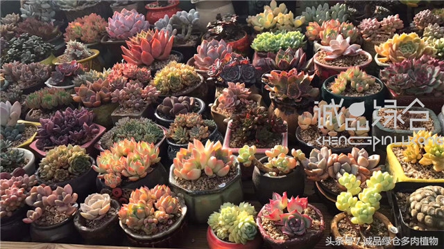 美爆了的韩国多肉植物大棚