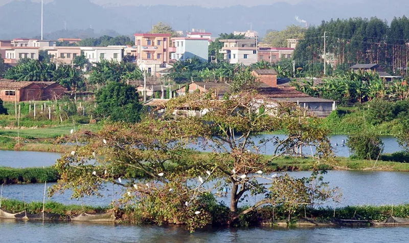 江门小鸟的天堂旅游攻略,江门小鸟天堂附近免费游玩的地方