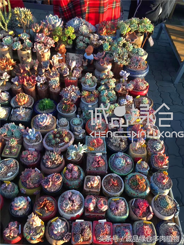 美爆了的韩国多肉植物大棚