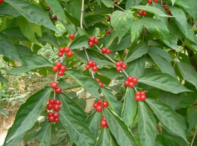 古诗词心有千千结,诗句心有千千结